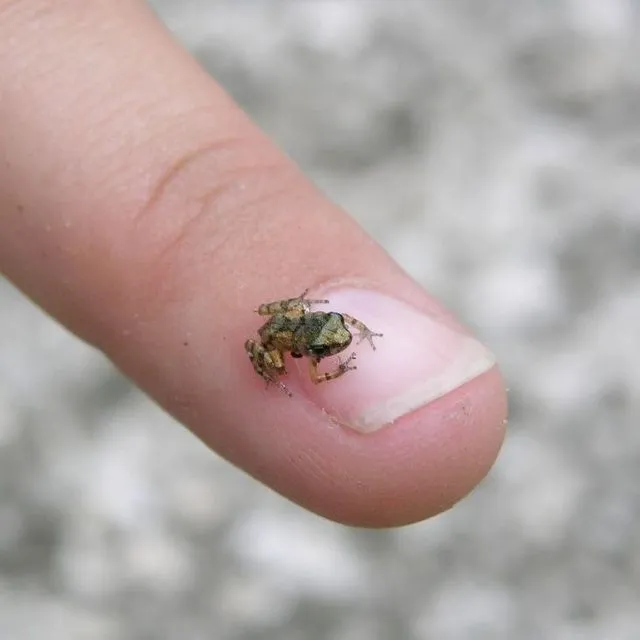 thumbnail for publication: The Greenhouse Frog (Eleutherodactylus planirostris) in the United States